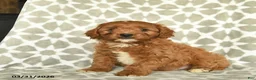 Cavapoo dogs for sale: Arlo  - Ad 2