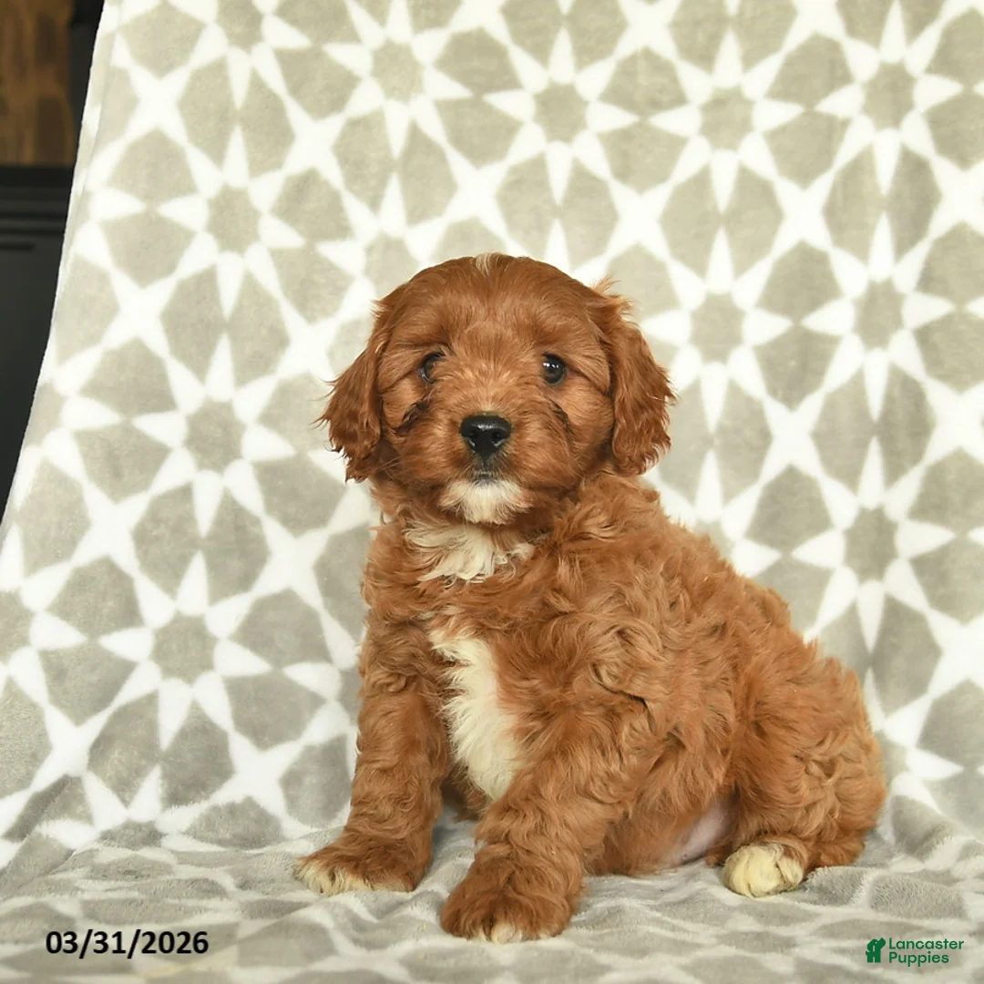 Cavapoo dogs for sale: Arlo  - Ad 2