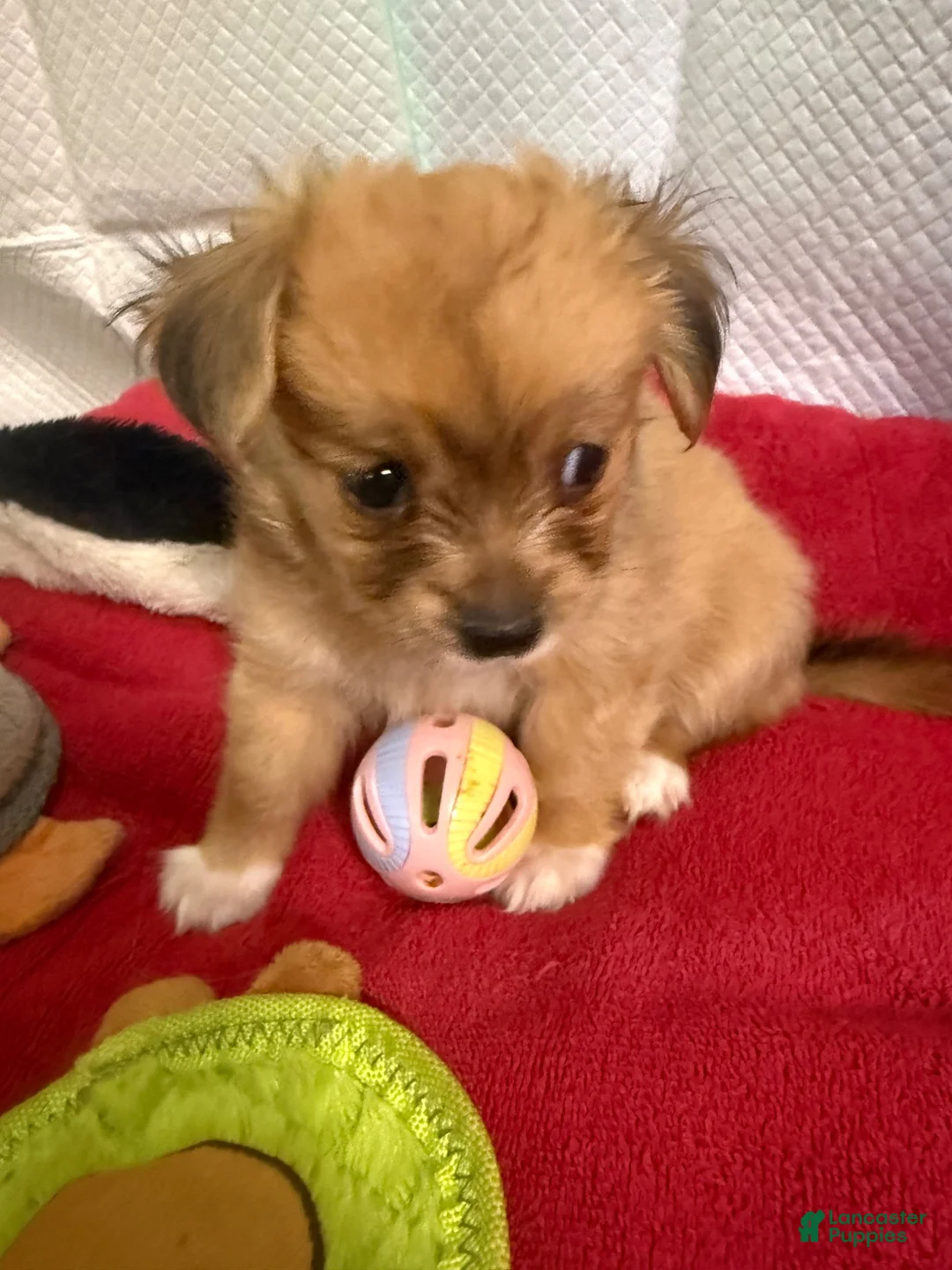 Mixed Breed dogs for sale: Mixed Breed 1 - Ad 2