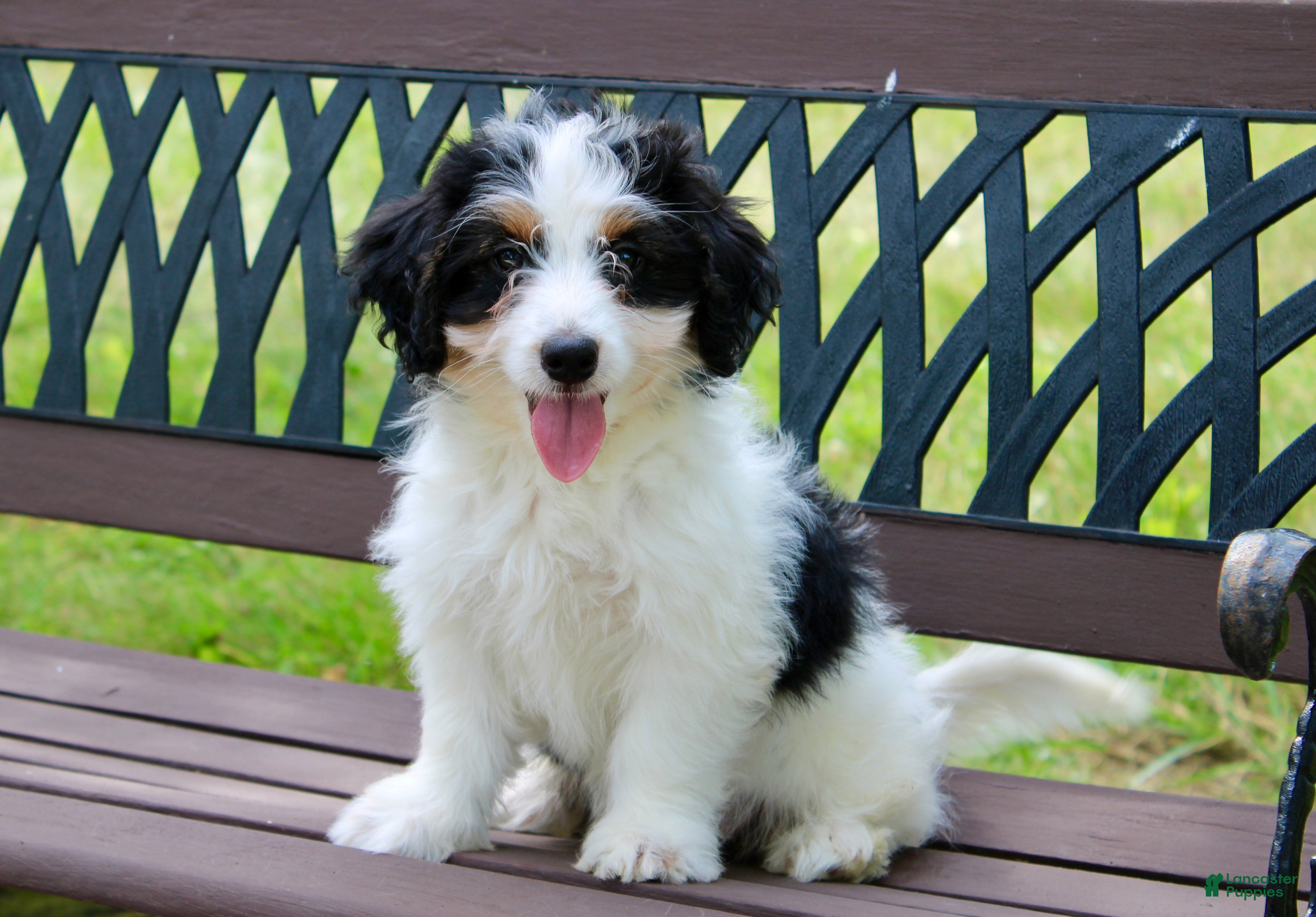 Mini Bernedoodle dogs Skye  - Ad 2