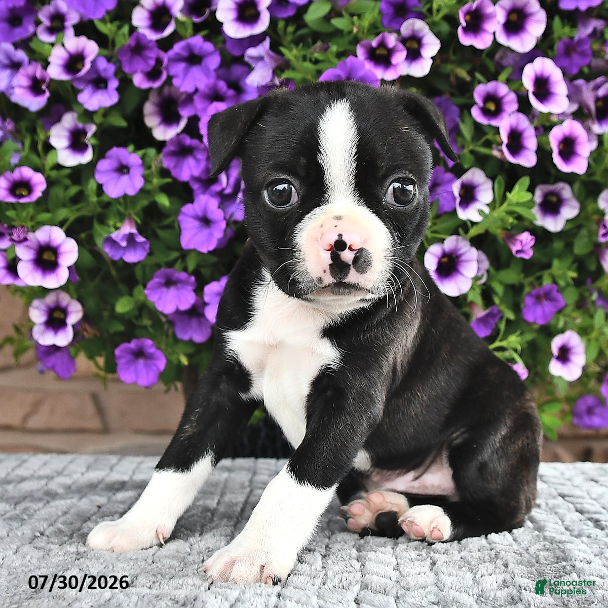 Boston Terrier dogs Rocky  - Ad 1