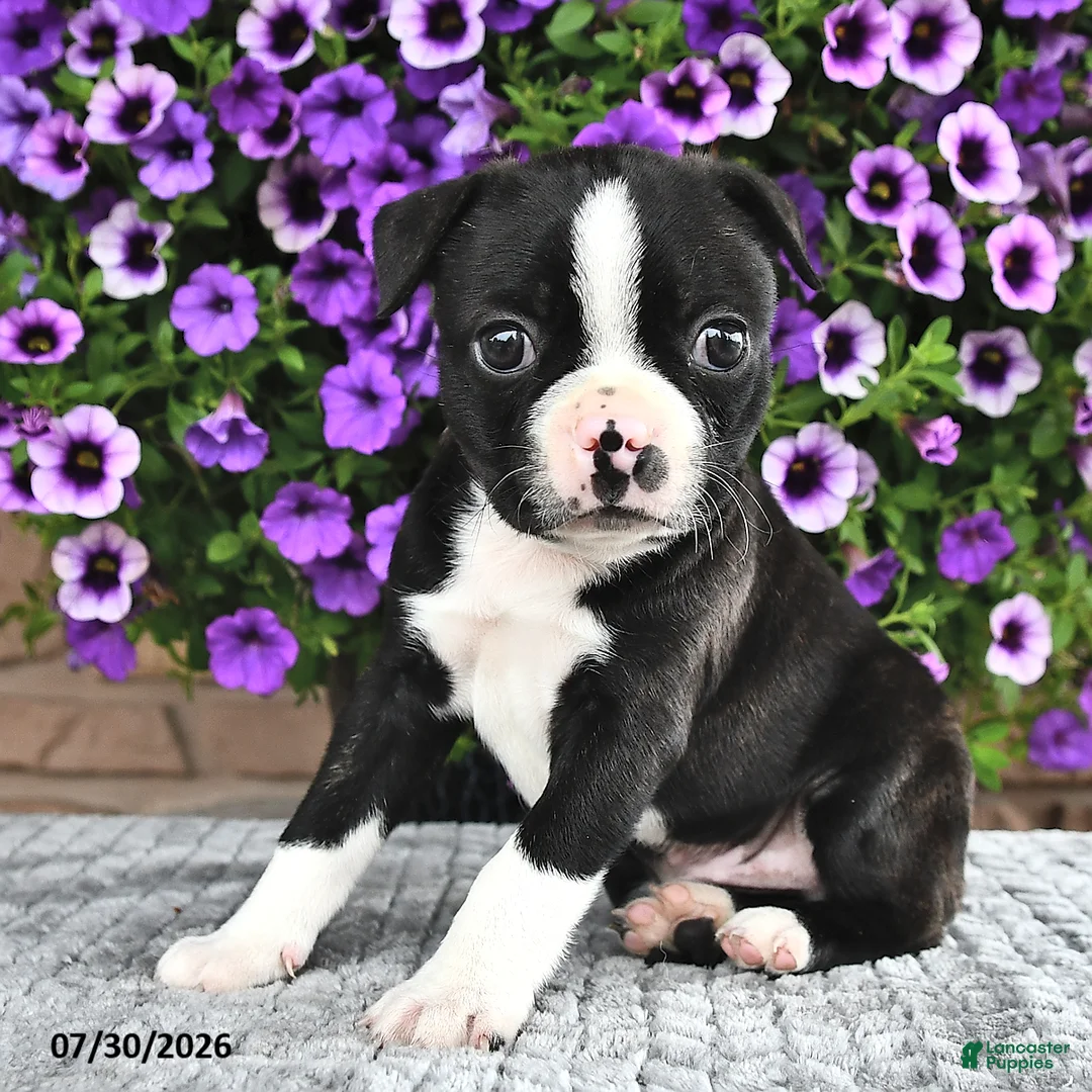 Boston Terrier dogs for sale: Rocky  - Ad 1