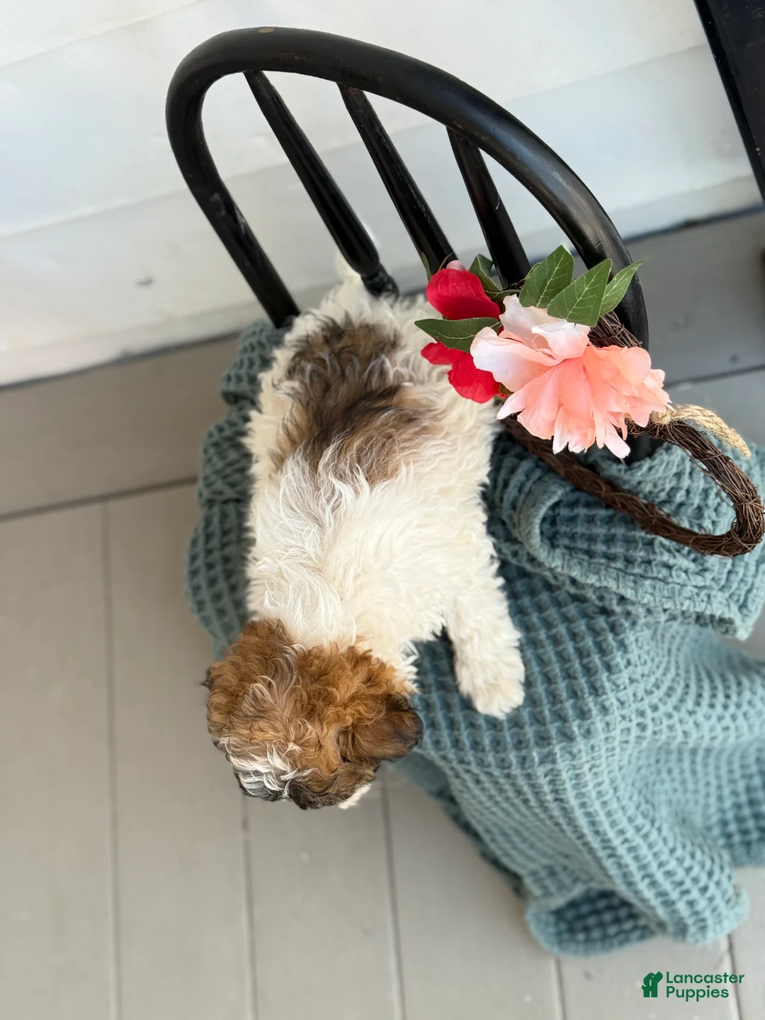 Shihpoo dogs for sale: Guinness - Ad 10