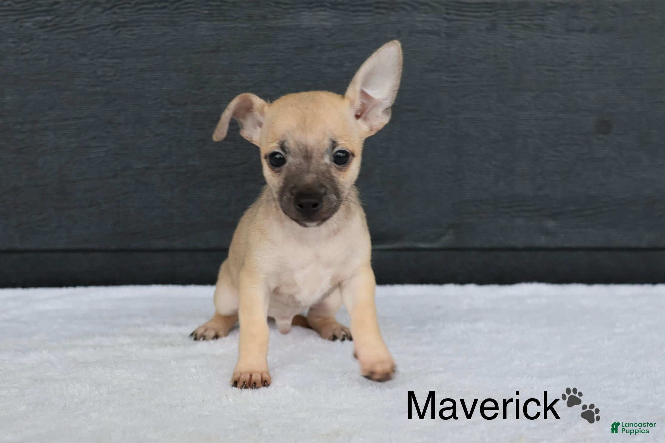 Chihuahua dogs Maverick  - Ad 2