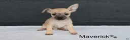 Chihuahua dogs for sale: Maverick  - Ad 2
