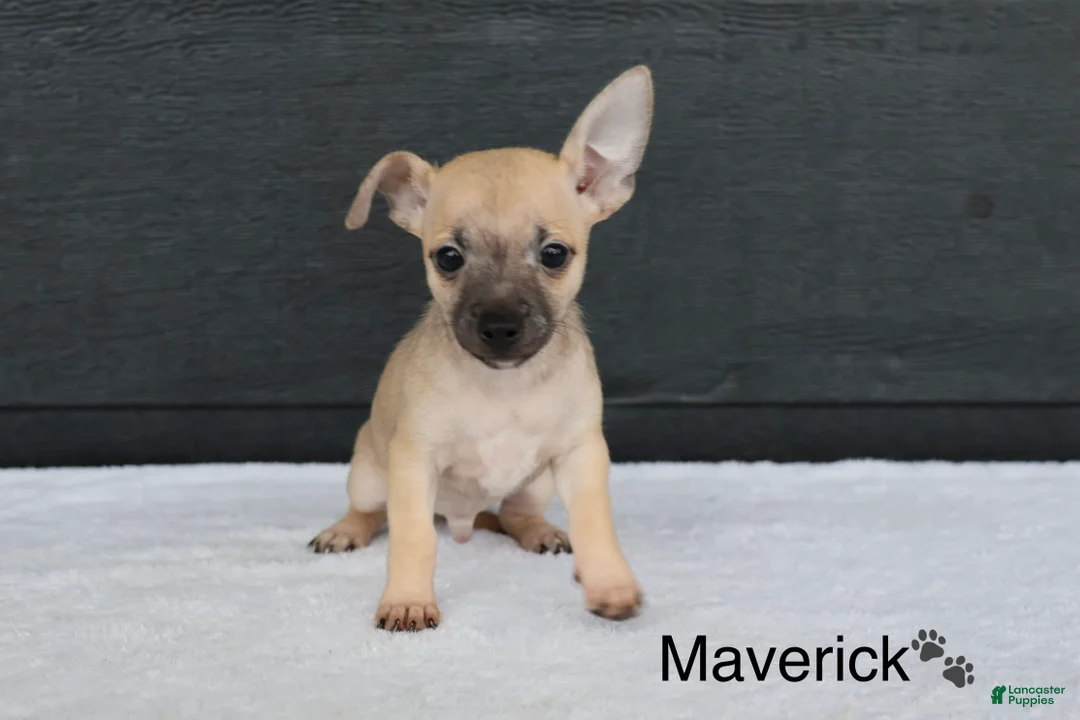 Chihuahua dogs for sale: Maverick  - Ad 2