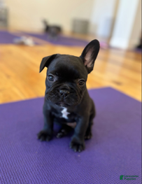 French Bulldog dogs for sale: Teal Aka Snuffy - Ad 1