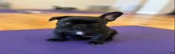 French Bulldog dogs for sale: Teal Aka Snuffy - Ad 1