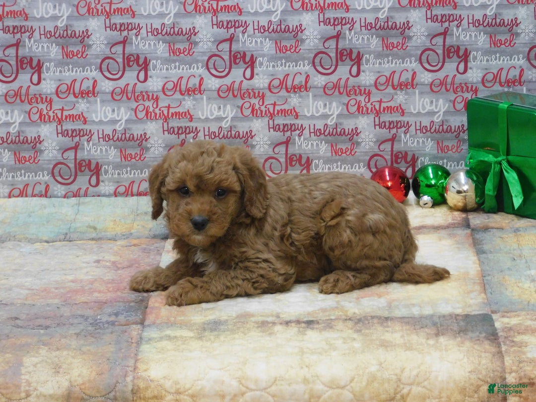 Goldendoodle dogs for sale: Mini Rusty - Ad 2