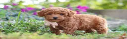 Miniature Poodle dogs for sale: Jane - Ad 3