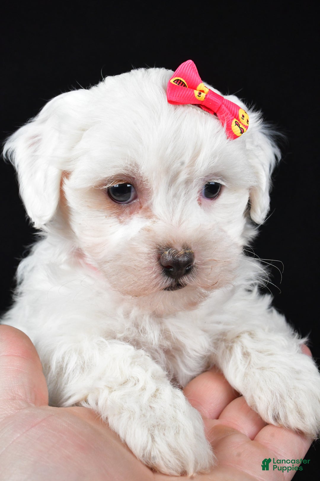 Maltipoo dogs for sale: Jane - Ad 9