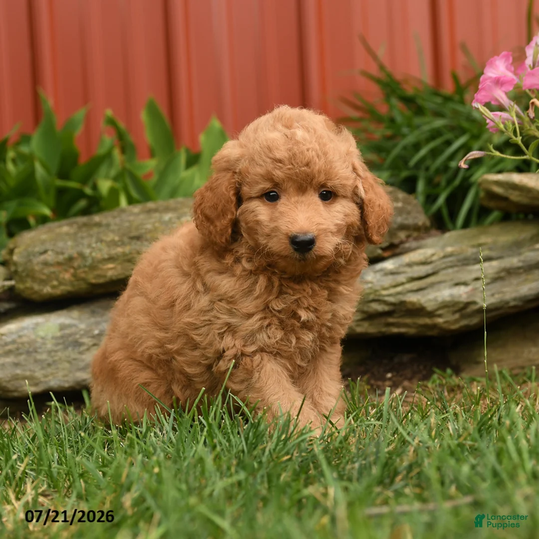 Mini Goldendoodle dogs for sale: Quake - Ad 2