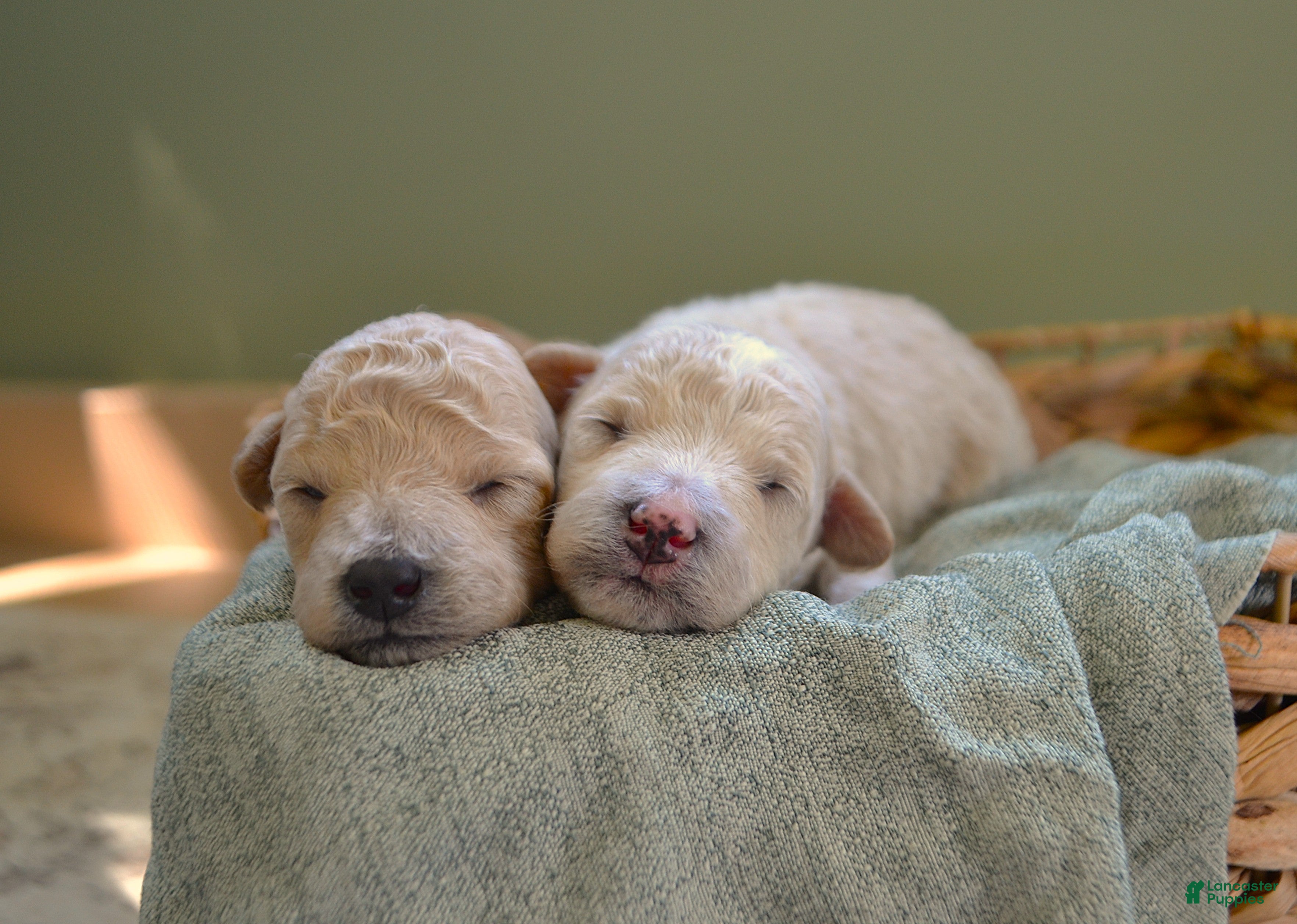 Maltipoo dogs Forrest - Ad 2