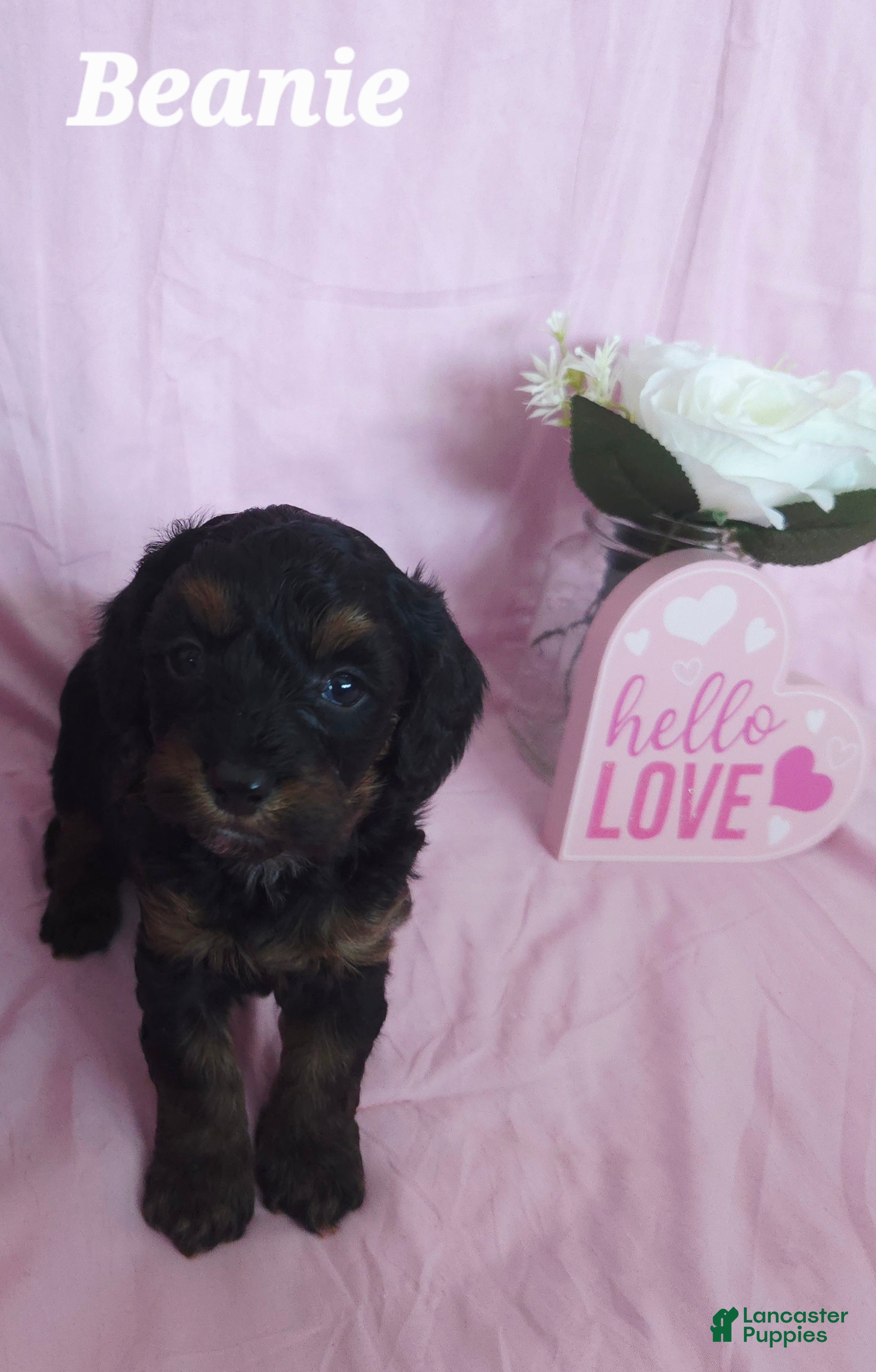 Cavapoo dogs Beanie - Ad 2