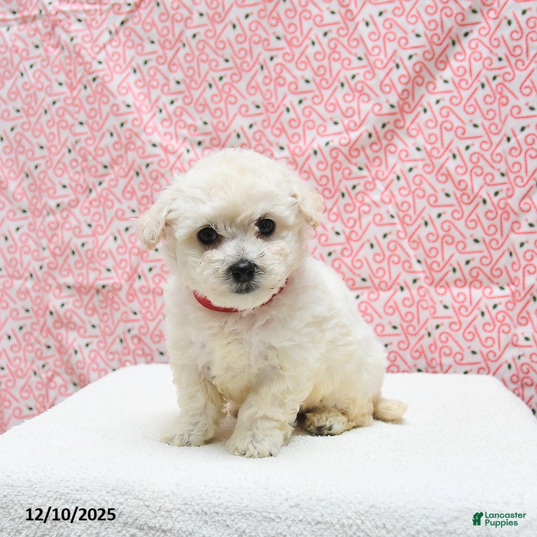Bichon Frise dogs for sale: Pepper - Ad 2