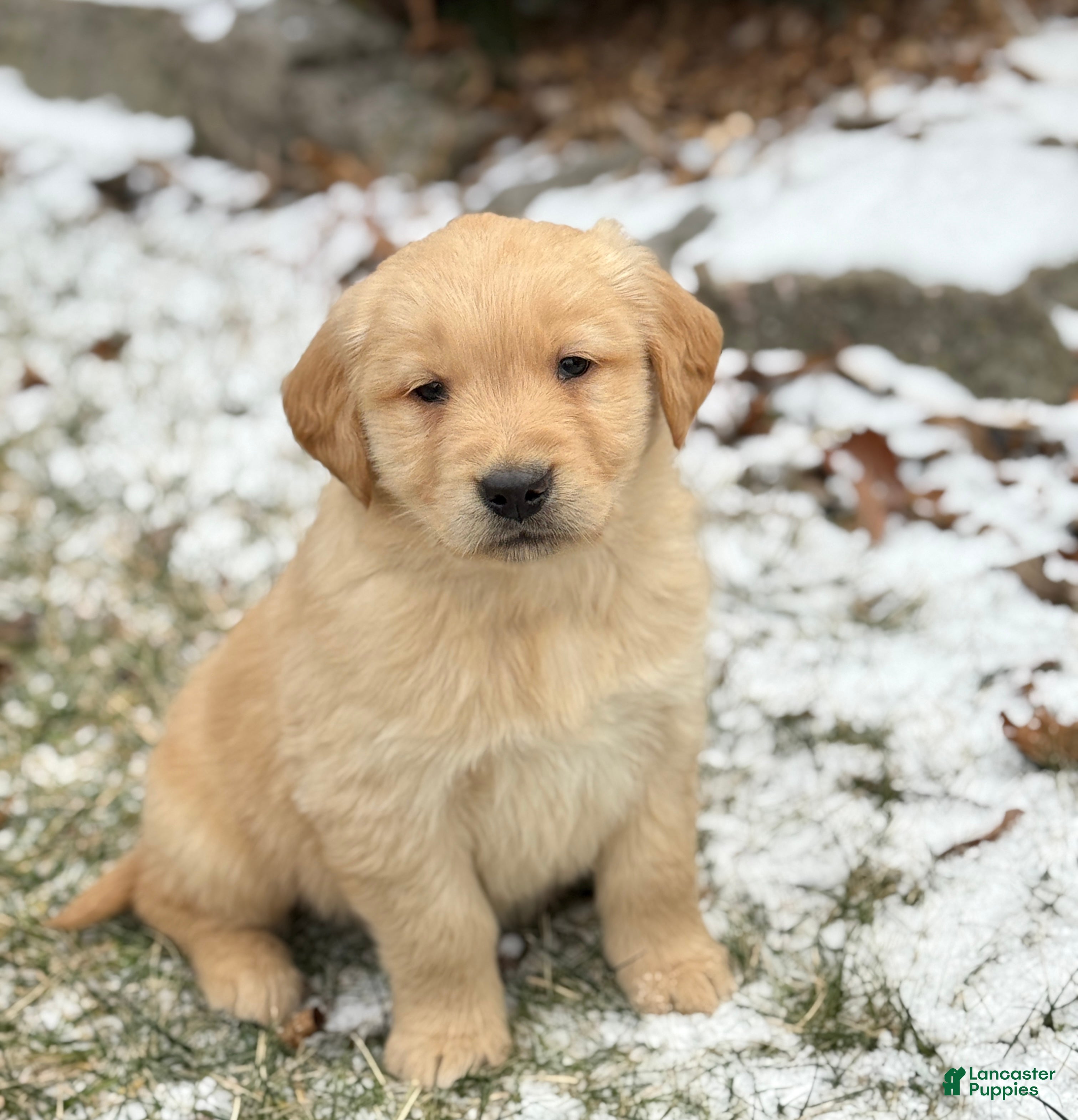 Golden Retriever dogs Sunny - Ad 9