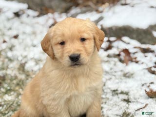 Golden Retriever dogs Sunny - Ad 21