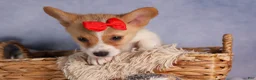 Welsh Corgi Pembroke dogs for sale: Conner  - Ad 10