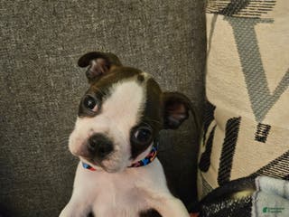 Boston Terrier dogs Jack - Ad 3