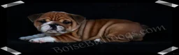 English Bulldog dogs for sale:  Helga (F) - Ad 5