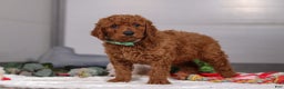 Standard Poodle dogs for sale: Bear - Ad 4