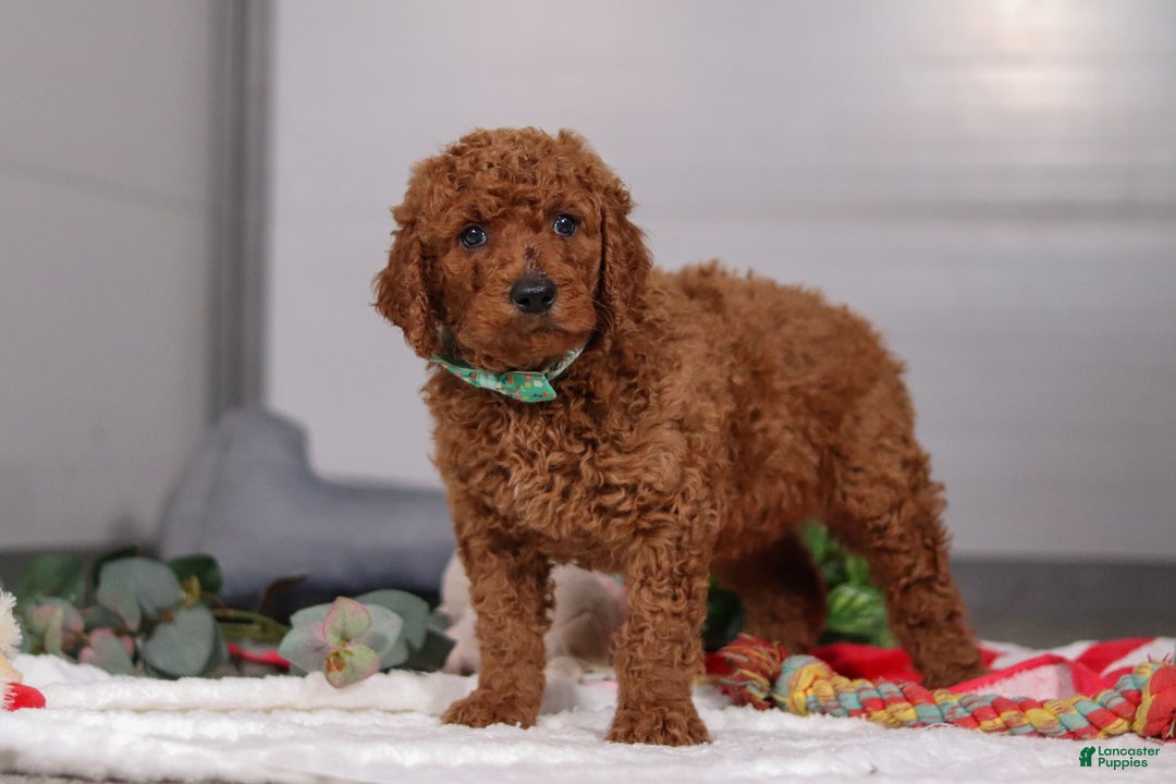 Standard Poodle dogs for sale: Bear - Ad 4