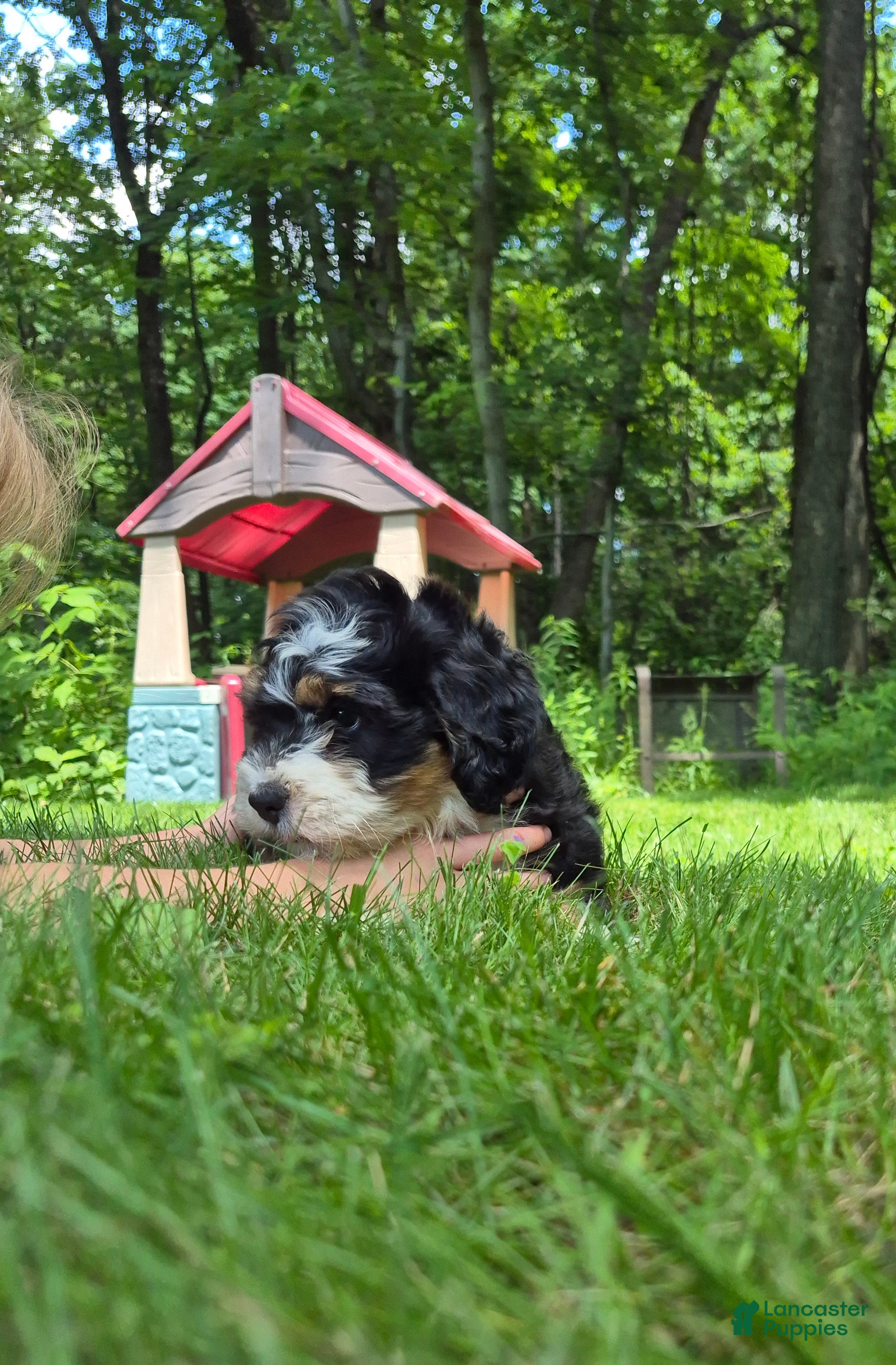 Bernedoodle dogs Remmy - Ad 1