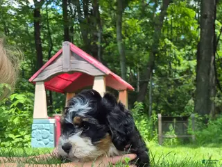 Bernedoodle dogs for sale: Remmy - Ad 1