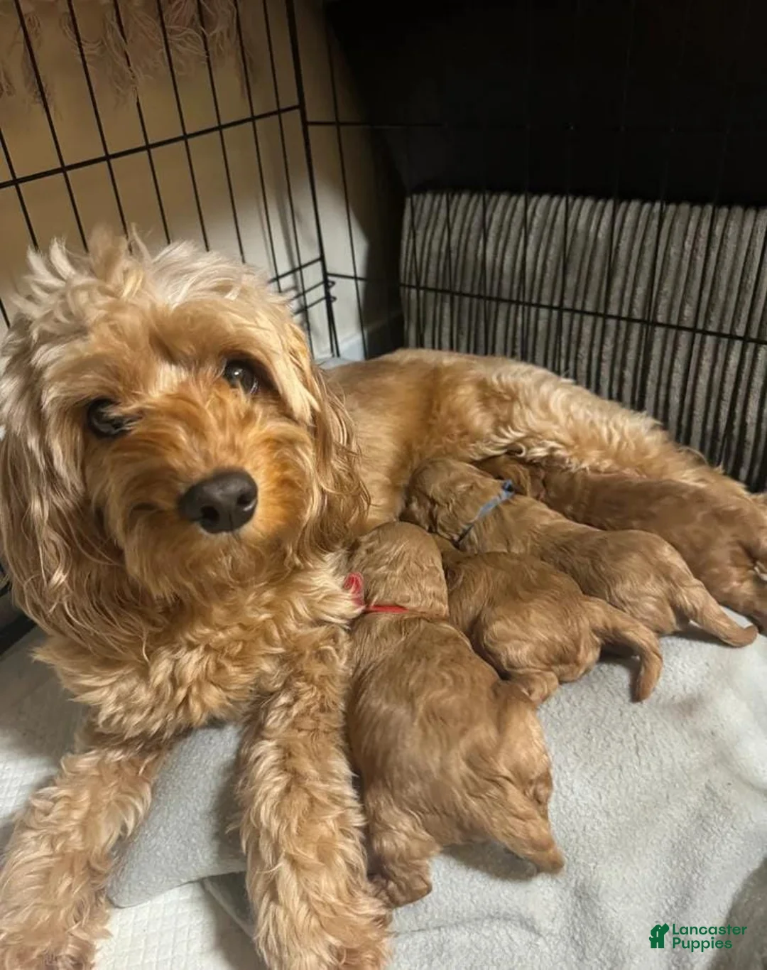 Cavapoo dogs for sale: Hanna - Ad 2