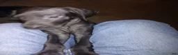 Great Dane dogs for sale: Great Dane 12 - Ad 3