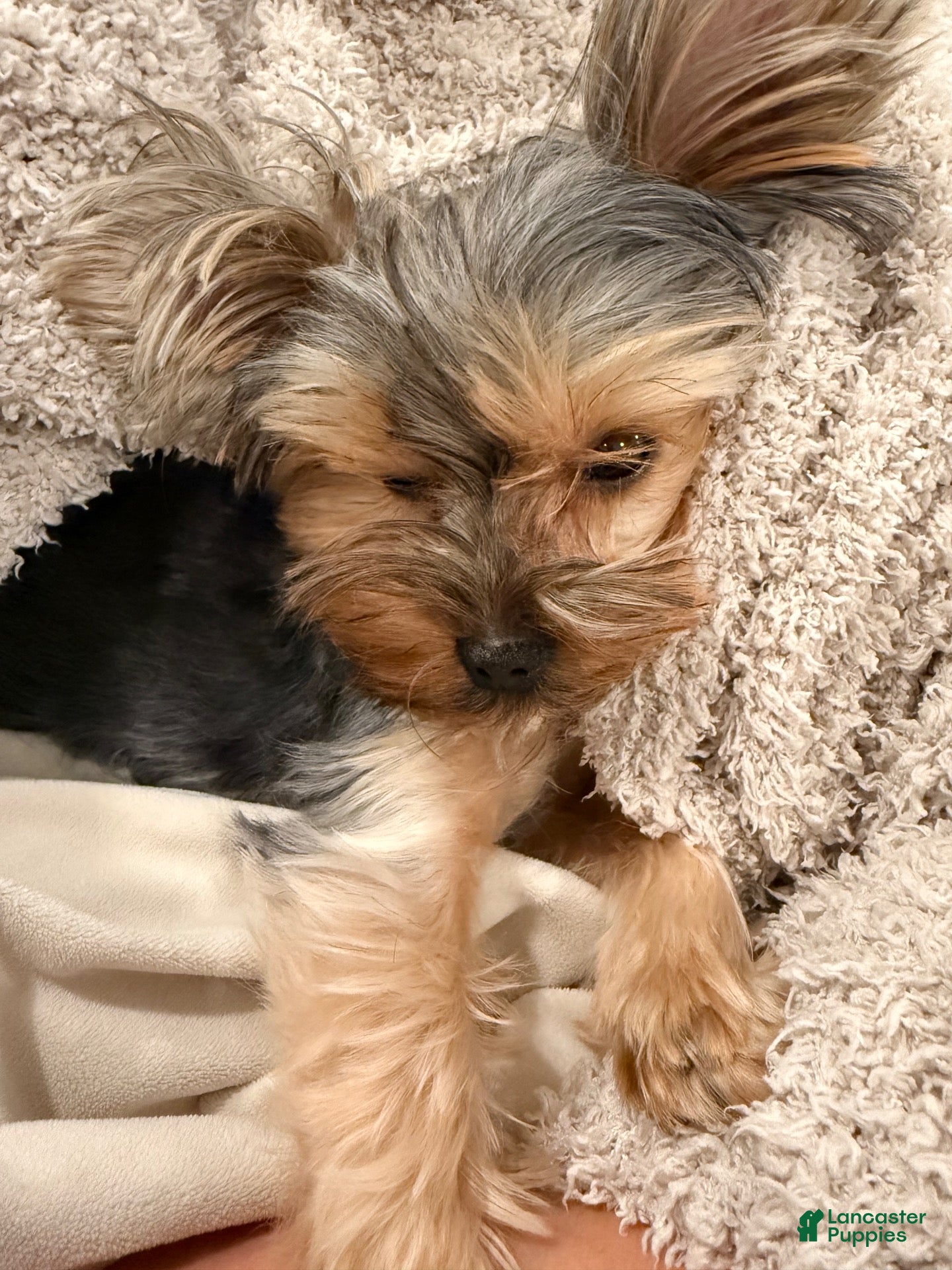 Yorkshire Terrier dogs Yorkshire Terrier 1 - Ad 1