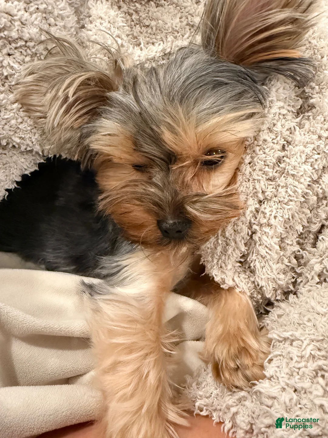 Yorkshire Terrier dogs for sale: Yorkshire Terrier 1 - Ad 1