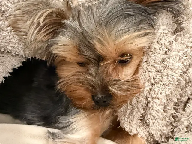 Yorkshire Terrier dogs for sale: Yorkshire Terrier 1 - Ad 2