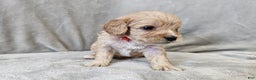 Cavapoo dogs for sale: Anellini - Ad 6
