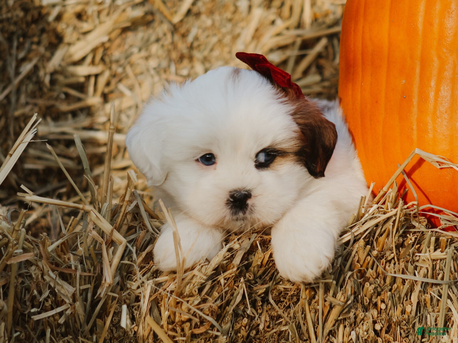 Harley (Lhasa Apso, Male) in Dunnville, KY