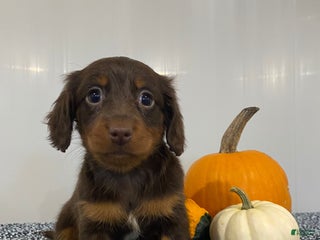 Miniature Dachshund dogs Dana - Ad 16