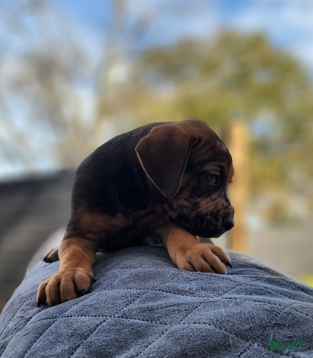 Catahoula Leopard Dog dogs for sale: Tala 2025 Male 2 - Ad 20