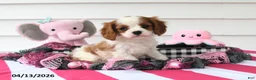 Cavalier King Charles Spaniel dogs for sale: Oakley - Ad 3