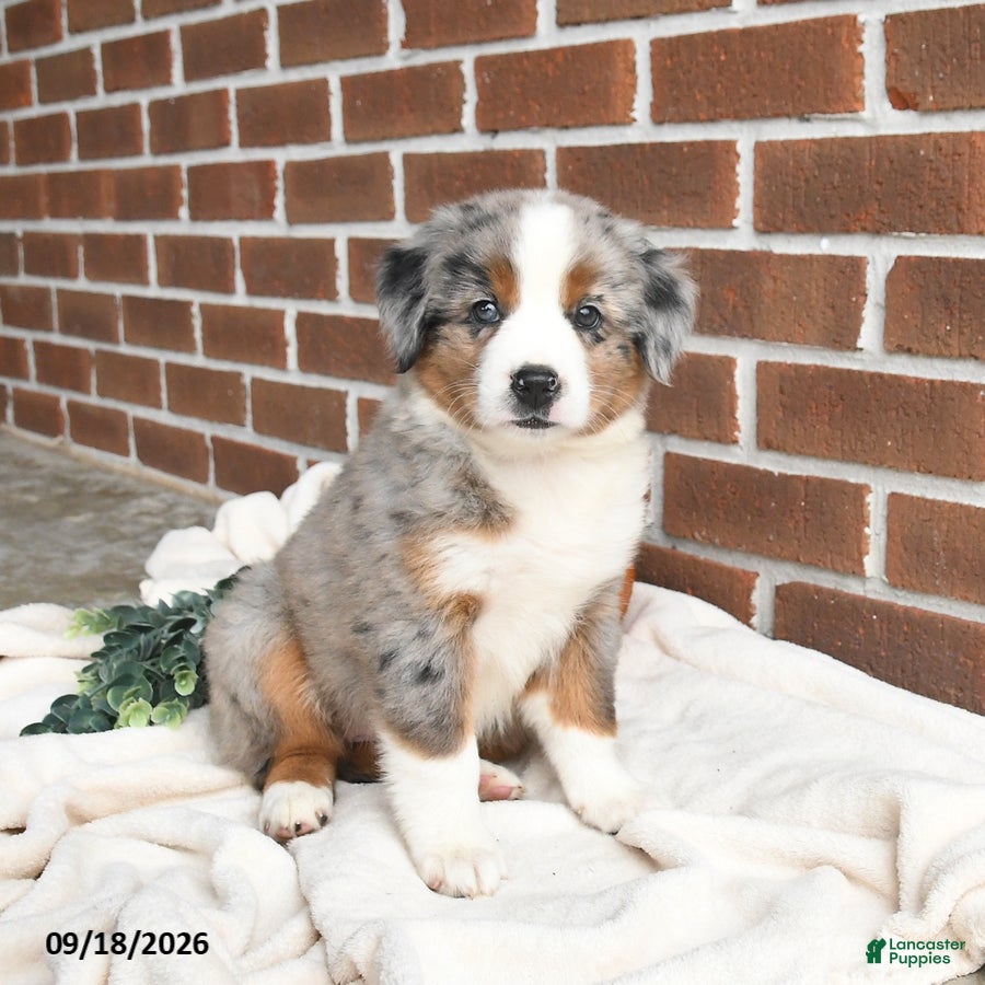 Miniature Australian Shepherd dogs Hope - Ad 1