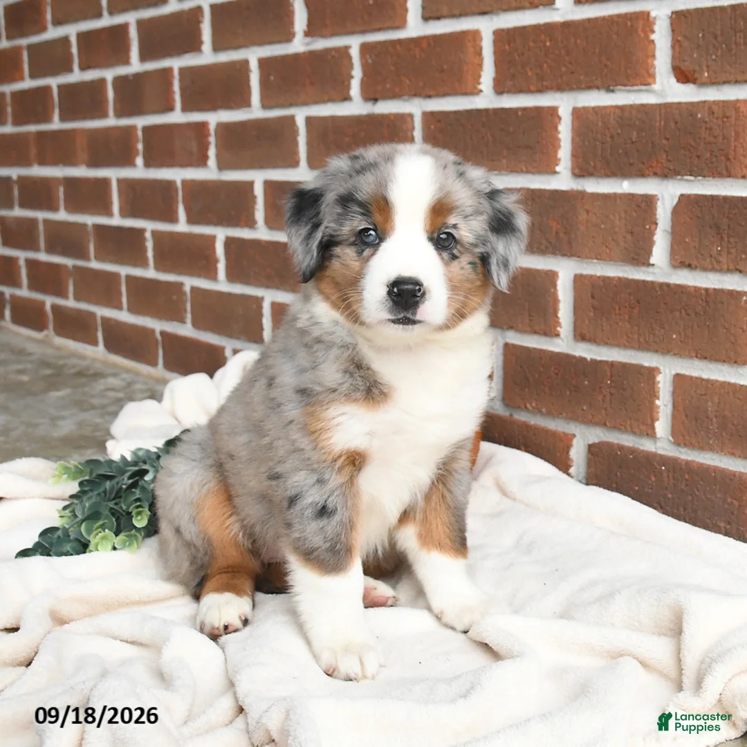 Miniature Australian Shepherd dogs for sale: Hope - Ad 1
