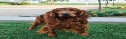 Irish Setter dogs for sale: Harrison  - Ad 9