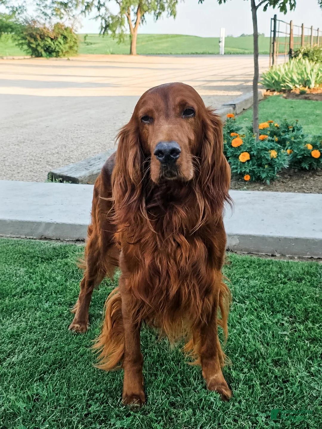 Irish Setter dogs for sale: Harrison  - Ad 9