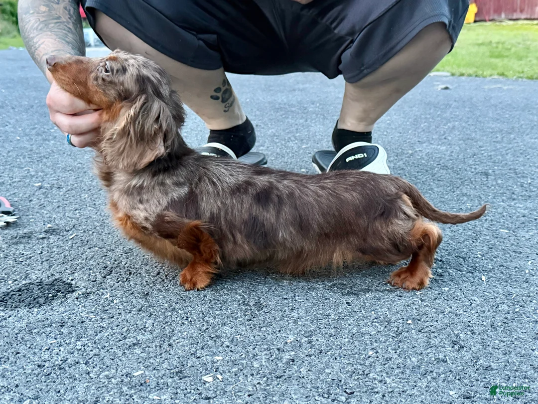 Miniature Dachshund dogs for sale: Champion Harriet Boy AKC Russian  - Ad 2