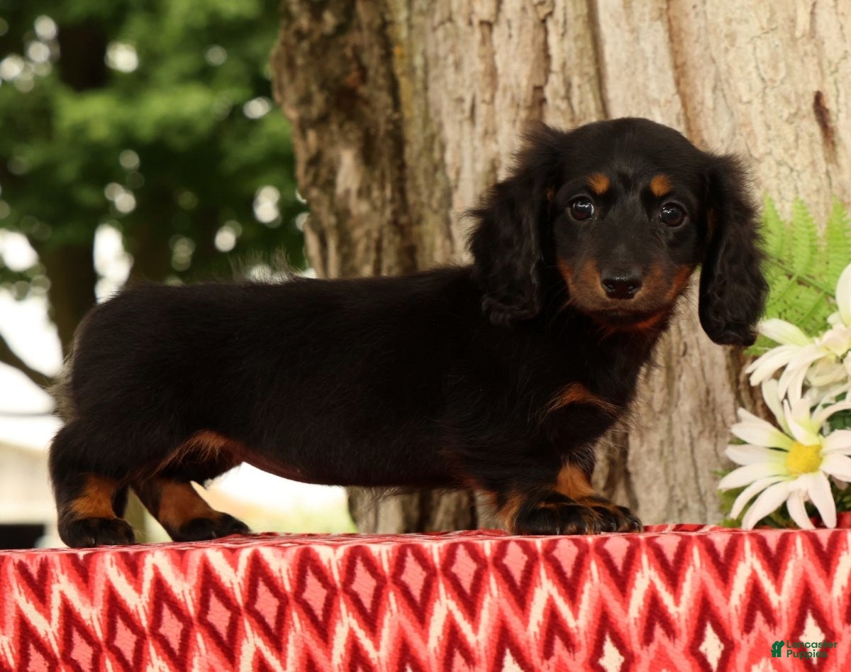 Miniature Dachshund dogs Tammy - Ad 2
