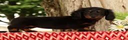 Miniature Dachshund dogs for sale: Tammy - Ad 2