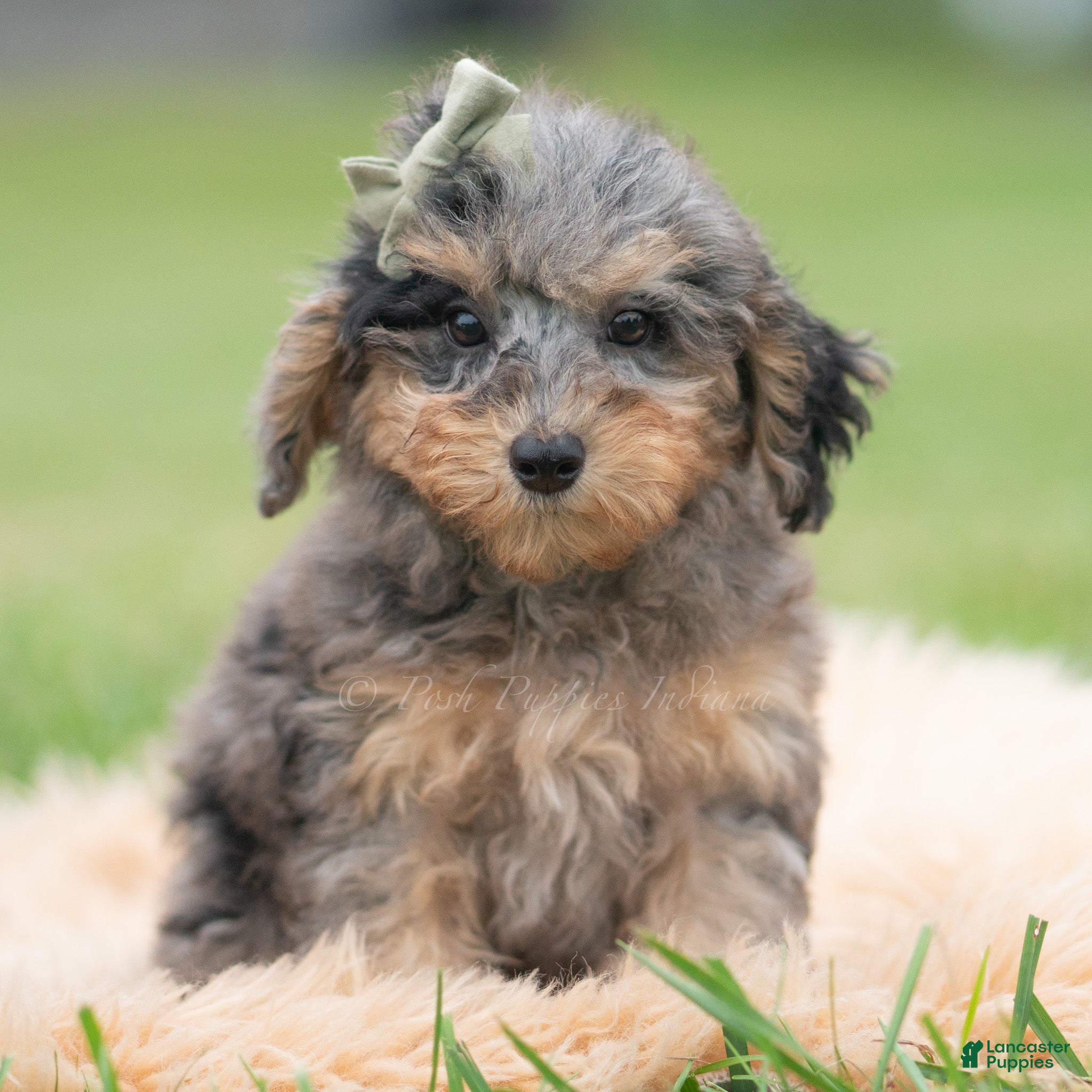 Toy Poodle (Toy Poodle, Male) in Warsaw, IN