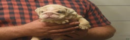 English Bulldog dogs for sale: Copper - Ad 1