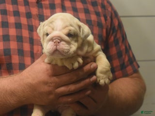English Bulldog dogs Copper - Ad 3