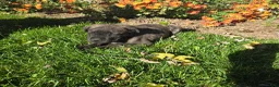 English Mastiff dogs for sale: Dill❤️AKC ready to go home today  - Ad 5
