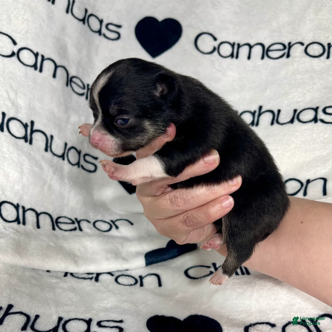 Chihuahua dogs for sale: Parker Tiny Short Coat - Ad 3